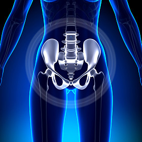 女性臀部、 骶骨、 耻骨、 坐骨、 髂骨-解剖骨