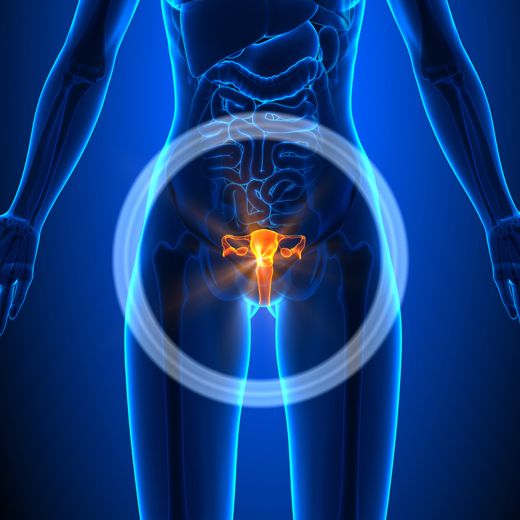 生殖系统-雌性器官-人体解剖学 生殖系统-雌性器官-人体解剖学