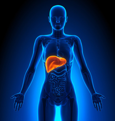 肝脏-雌性器官-人体解剖学