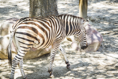 斑馬在動物園照片
