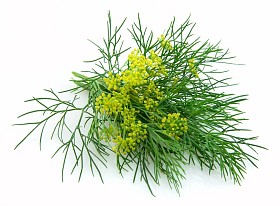 朵朵小茴香
