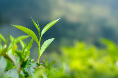 茶葉