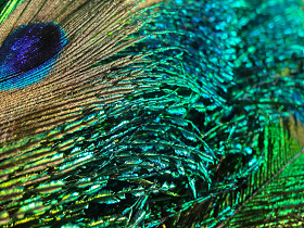 孔雀羽毛背景