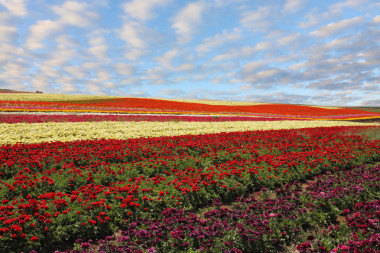 領(lǐng)域的紅色和黃色盛開毛茛屬植物
