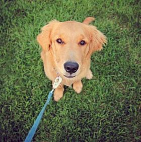 狗在草地上公园