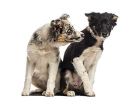 两个边境牧羊犬