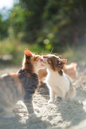 猫爱图片