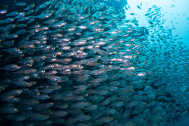 在紅色的 sea.egypt 珊瑚和玻璃