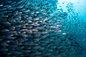 在红色的 sea.egypt 珊瑚和玻璃