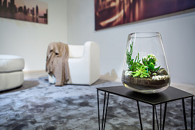 插在花瓶里的植物图片