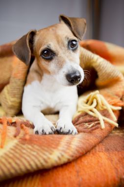 放松和舒適的小狗圖片