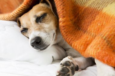 放松和舒適的小狗