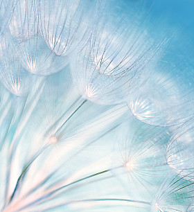 抽象蒲公英花背景