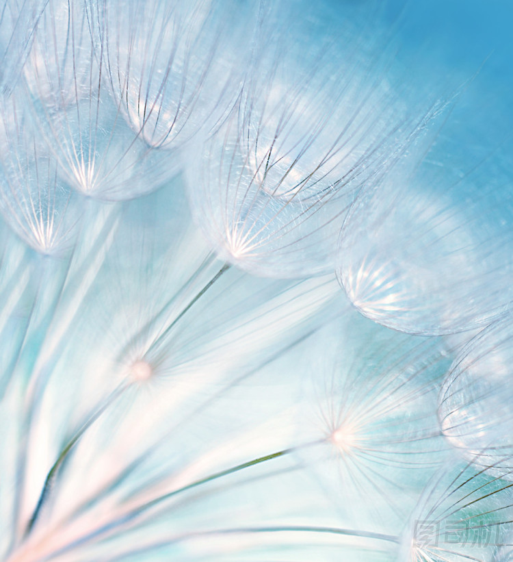 抽象蒲公英花背景