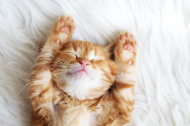 红色小猫