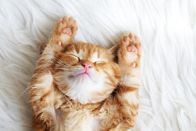 红色小猫