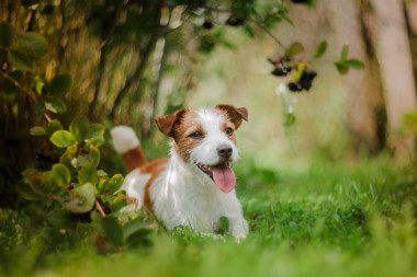 一只狗的肖像。杰克羅素梗犬