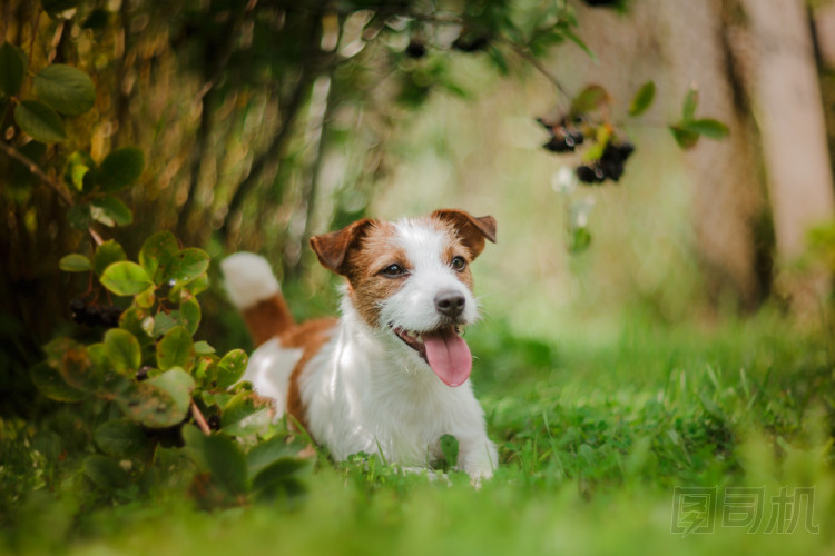 一只狗的肖像。杰克羅素梗犬