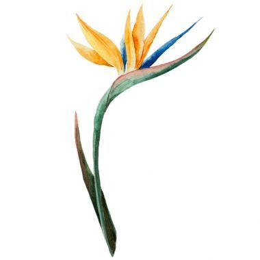 鹤望兰，绘画、 花