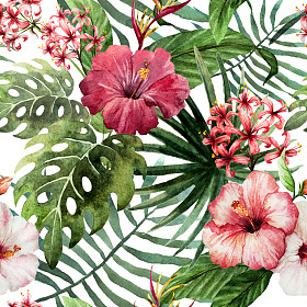 模式兰花芙蓉叶水彩热带地区照片