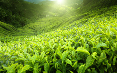 茶園金馬倫高原，馬來西