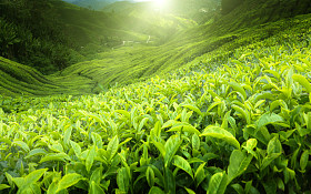 茶园金马伦高原，马来西