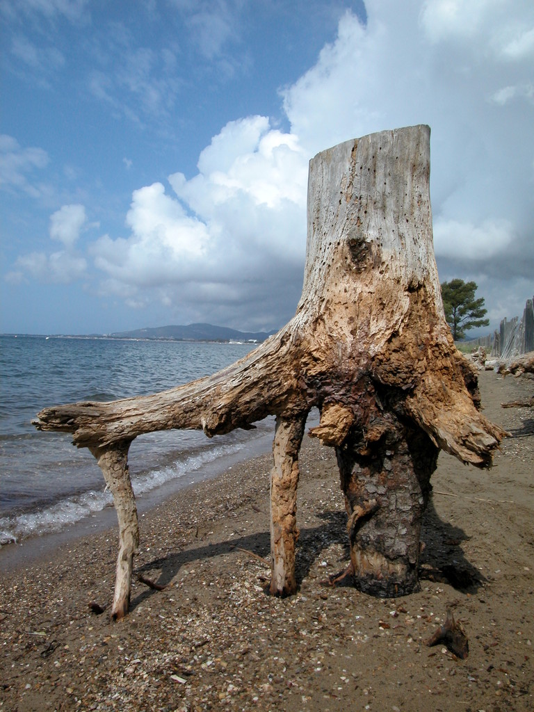 博莱的一棵枯树