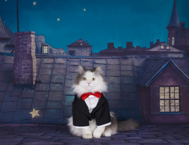 我的貓在屋頂上與他心愛的人在等待