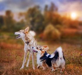 彭布罗克威尔士科基犬和莱卡的肖像