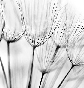 抽象蒲公英花背景