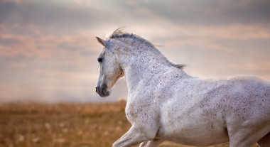 灰色種馬肖像圖片