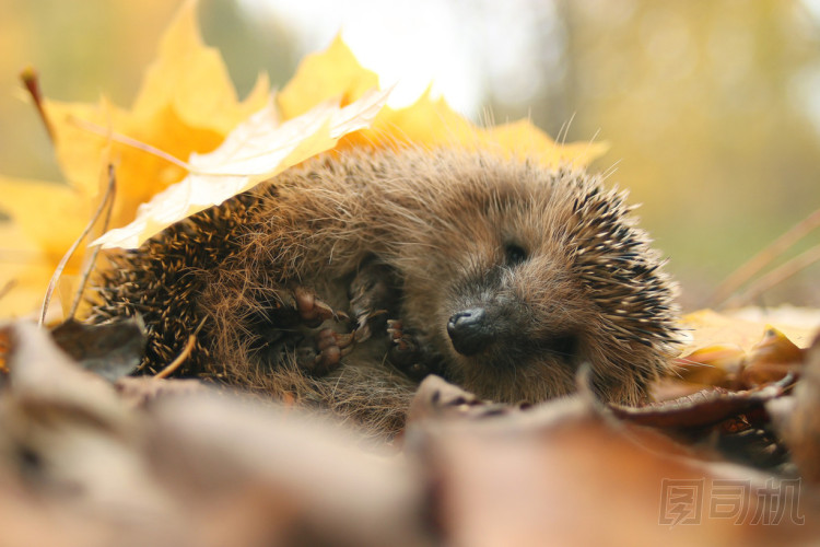 在森林里的刺猬圖片