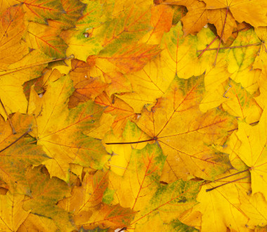 秋天的樹葉.圖片