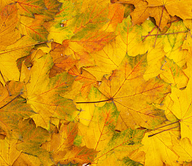 秋天的树叶.图片