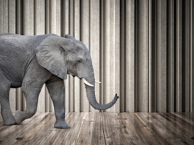 房间里的大象图片