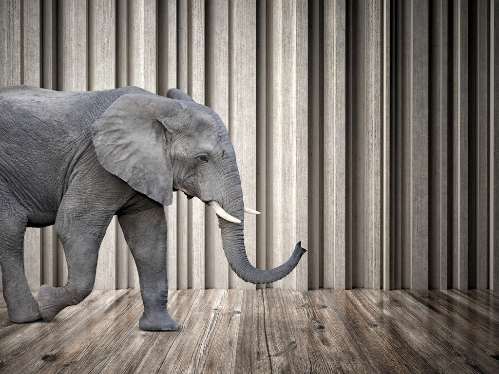 房间里的大象图片
