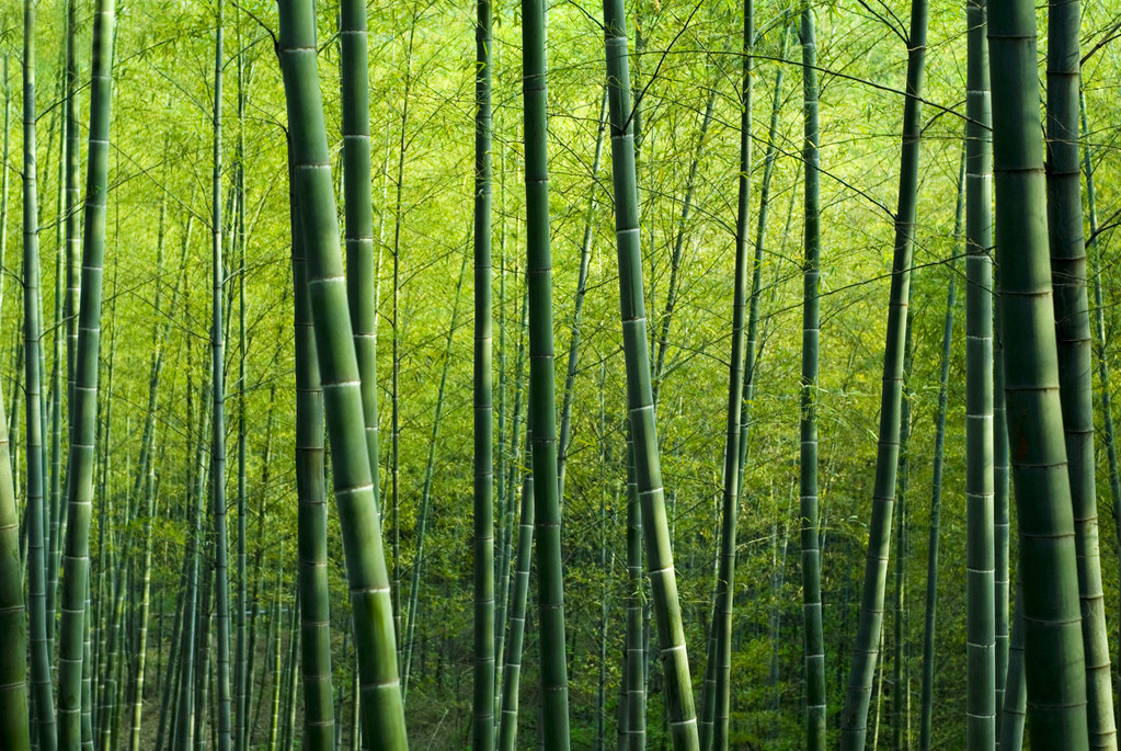 竹林图片