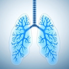 健康的肺