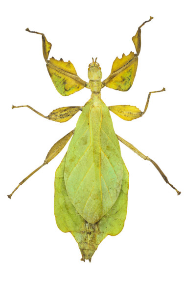 可以 sicipholium，食葉害蟲，白色背景上孤立