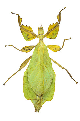 可以 sicipholium，食叶害虫，白色背景上孤立