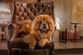 狗的品种松狮犬图片