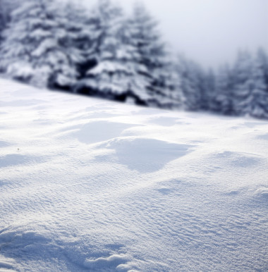 圣誕背景與雪杉木樹 
