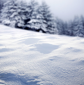 圣诞背景与雪杉木树 