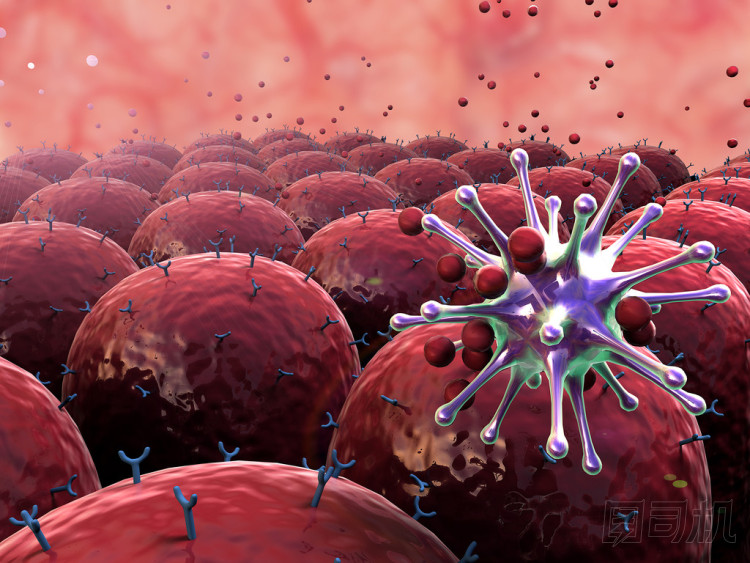 領(lǐng)域的細(xì)胞圖片