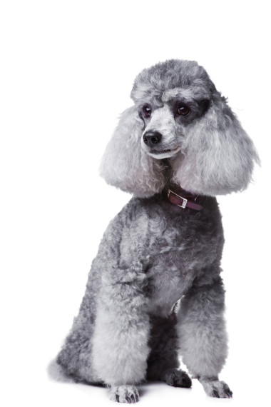 孤立在白色背景上的灰色貴賓犬