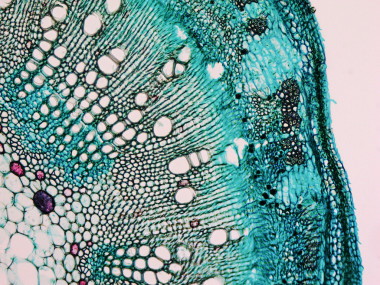 棉花干顯微圖像