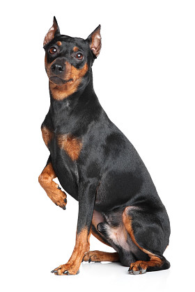 德国杜宾犬