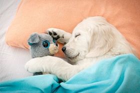 拉布拉多犬小狗图片