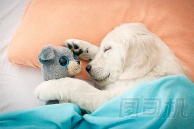 拉布拉多犬小狗圖片