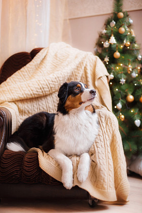 狗繁殖澳大利亚牧羊犬，澳元、 圣诞节和新年